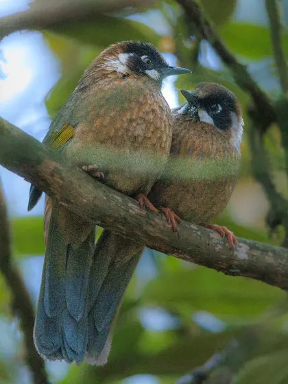 A pair of Black-faced Laughingthrushes huddle together on a branch. They are social birds, often seen in pairs during the breeding season.