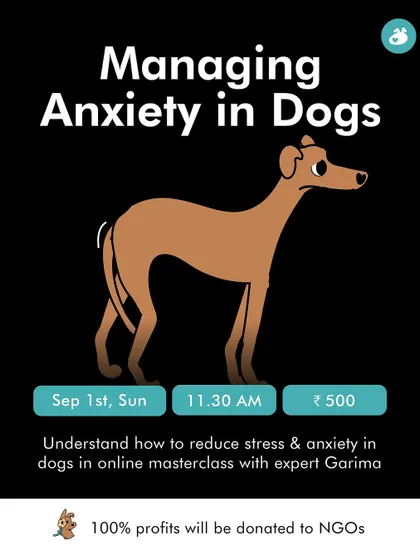 Does your dog suffer from stress or anxiety? As part of "The Incredible Indie Month," I'm hosting an online masterclass on managing anxiety in dogs. Join us to learn scientifically proven ways to help your dog cope, with all profits donated to NGOs.