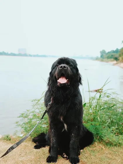 A majestic Newfoundland enjoying the riverside during a pack walk. These outings are perfect for practicing obedience around distractions like water and other park-goers.