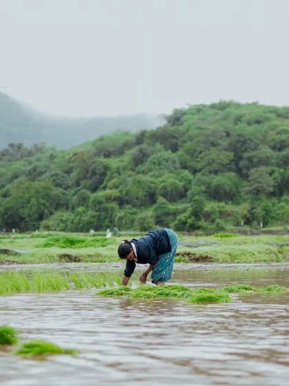 A photo series documenting the vibrant life of Junnar during the monsoon. It includes scenes of children playing, farmers at work, a man diving into a lake, and even a playful monkey.