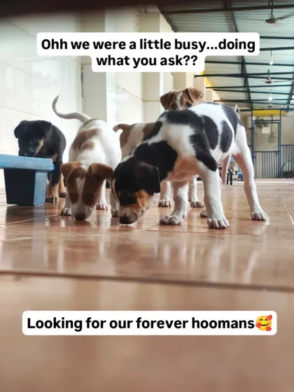 These little explorers are busy looking for their forever hoomans. This litter of indie pups is full of playful energy and is ready to bring endless joy to a new family.