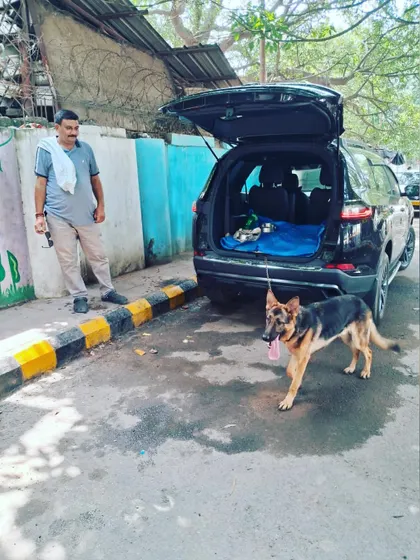 The pet is safely out of the car and ready for the next phase of travel. I manage all transfers between car, train, or flight.