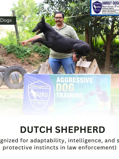 The Dutch Shepherd is a powerful and intelligent breed recognized for its adaptability and strong protective instincts. This one is demonstrating its athletic ability, a key trait for law enforcement work.
