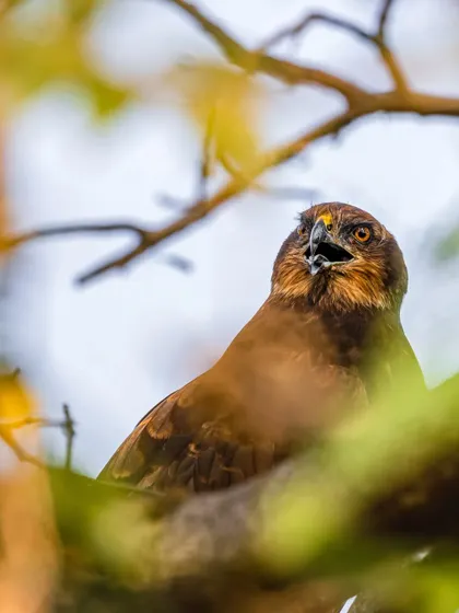 A male Western Marsh Harrier, the king of the marshlands. I was lucky to get this clean portrait of the mighty hunter while it was being chased by kites.