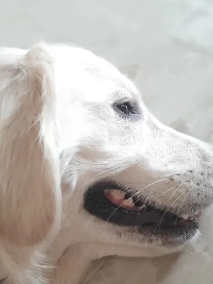 A close-up of a white dog resting indoors. I love capturing these quiet, happy moments.