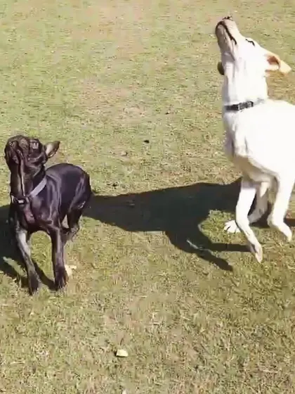 Both dogs jumping for the toy. This shows their shared enthusiasm and the fun they have together. Supervised play ensures that all interactions remain positive and safe.