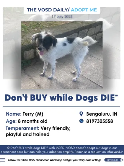 Terry is a trained and playful 8-month-old terrier mix in Bengaluru. Our posts highlight key information, like the fact that he will be fully vaccinated and de-flead before adoption, giving adopters peace of mind.