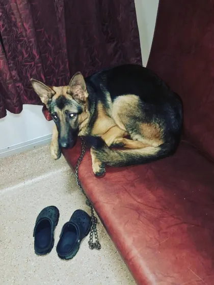 This German Shepherd found a comfortable spot to rest on the train seat during our long trip from Assam to Delhi.