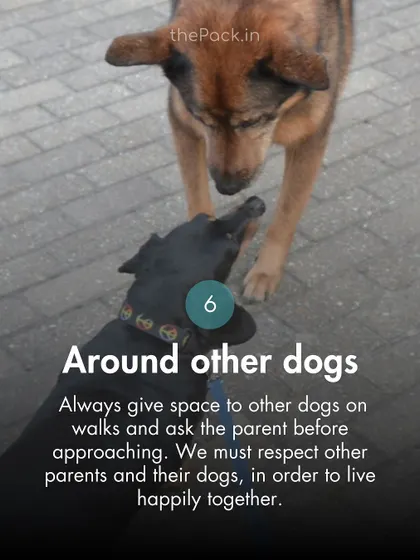 When around other dogs, always give space and ask the other parent before approaching. Mutual respect is key to harmonious living.