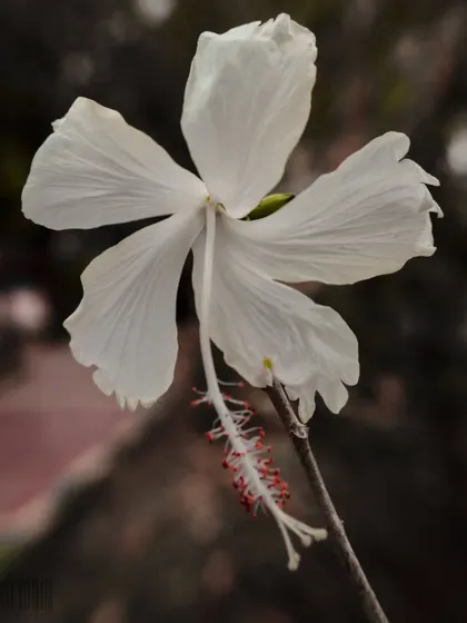 A full view of the white hibiscus flower, showing its elegant form against a dark, moody background.