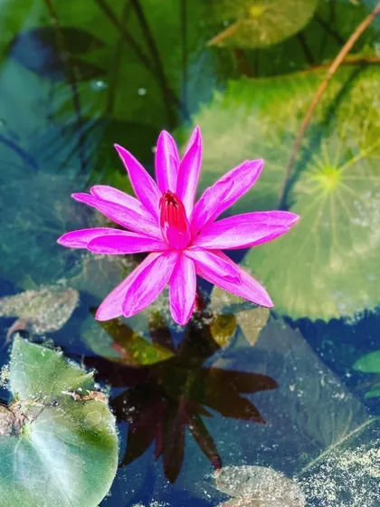 Another beautiful capture of a lotus flower from a guest, symbolizing the spiritual and physical reset that our Panchakarma programs offer.
