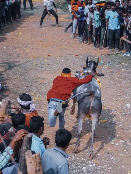 A participant clings to a running calf during the 'Hattihabba' festival, surrounded by an eager crowd. This shot freezes a moment of pure action and adrenaline.
