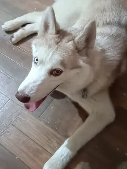 A beautiful husky with striking blue eyes rests on the indoor flooring.
