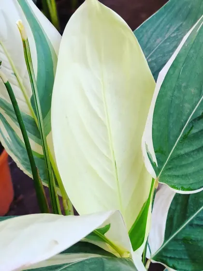 The new, almost pure white leaf on this variegated Maranta is glowing. These prayer plants are known for their beautiful foliage and interesting leaf movements.