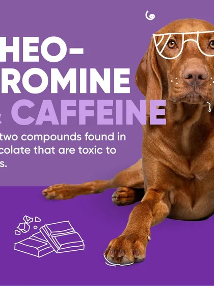 This graphic explains exactly why chocolate is dangerous for dogs. It contains theobromine and caffeine, two compounds that are toxic to them. I always recommend keeping chocolate well out of your dog's reach.