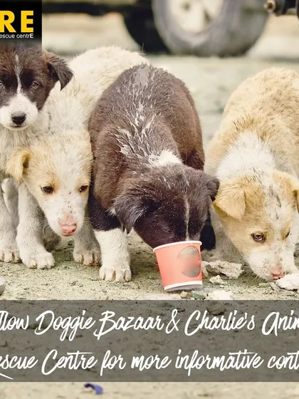 A group of street puppies eating together. We are committed to creating a world where every community animal is safe, fed, and respected. Follow us for more informative content on how you can help.