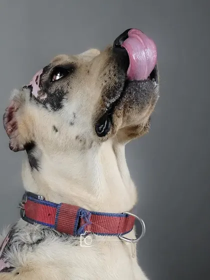 A dog with vitiligo looking up, its unique coat pattern beautifully captured against a simple grey background.