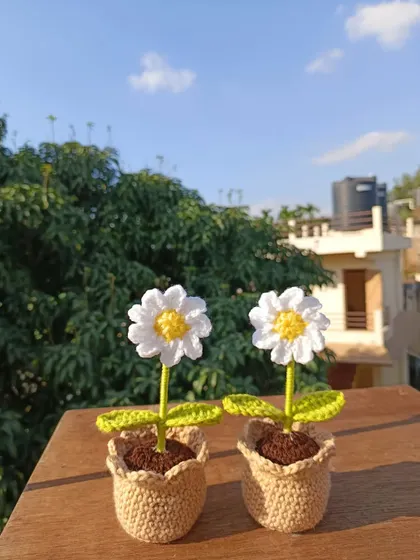 Two classic potted daisies, simple, elegant, and always in style.