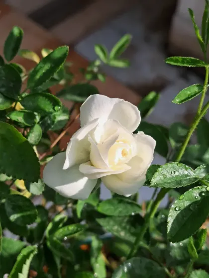 A white Button Rose with morning dew on its leaves.
