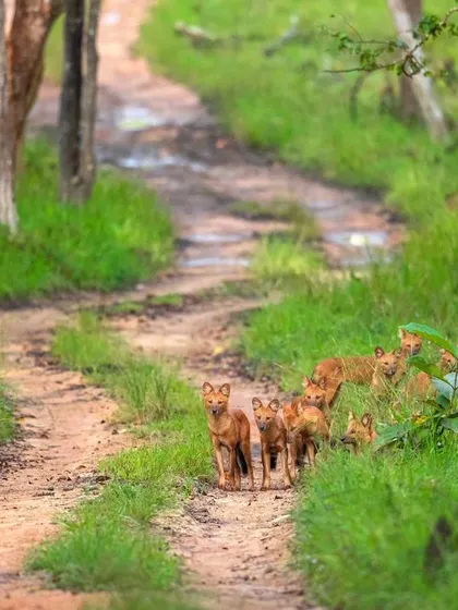 A wide shot of the dhole pack on a winding jungle road, giving a sense of their habitat and the journey ahead.