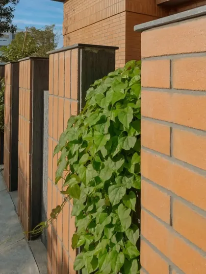 A detail of the compound wall at the Madhura house, where lush green creepers begin to spill over the earthy brickwork.