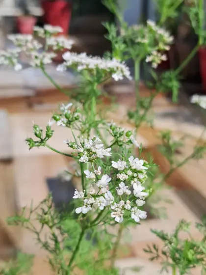 The delicate white flowers of a coriander plant. Letting some plants go to seed is a great way to have a self-sustaining garden.