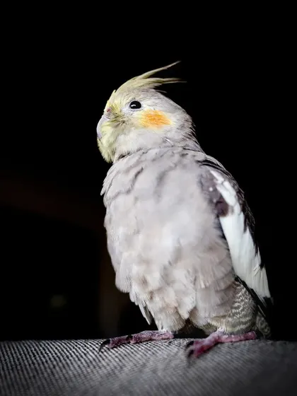 Another shot of Momo against a black background, looking regal and poised.