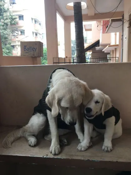 These sweet moments show the bond that can form between dogs in a multi-dog home. My dog Vanilla is often the secret-keeper and a calming presence for the puppies that come to stay with us.