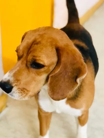 Another beautiful shot of our Beagle friend, showcasing his classic floppy ears and sweet face.