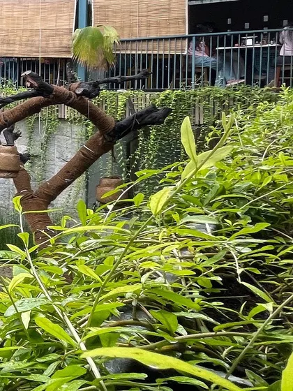 A view through the plants at IRIS Cafe, showing the multi-level seating areas. The design uses verticality to create different zones and experiences within the same space.