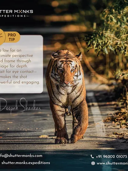 Capturing a tiger's direct gaze is a moment of pure connection. Here's a pro tip I share on my workshops in India: get low for an intimate perspective and wait for that eye contact. It transforms a simple photo into a powerful, engaging portrait that tells a story.