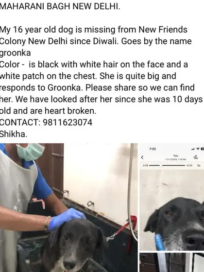An updated plea to find Groonka (also known as Kallu), a 13-year-old timid black dog missing from New Friends Colony. Senior dogs are especially vulnerable on the streets.
