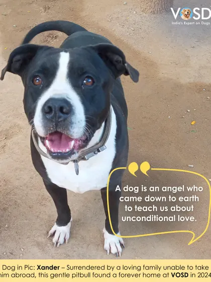 Xander, a gentle pitbull, was surrendered by a loving family who was unable to take him abroad. He found a soft landing and a forever home with us in 2024.