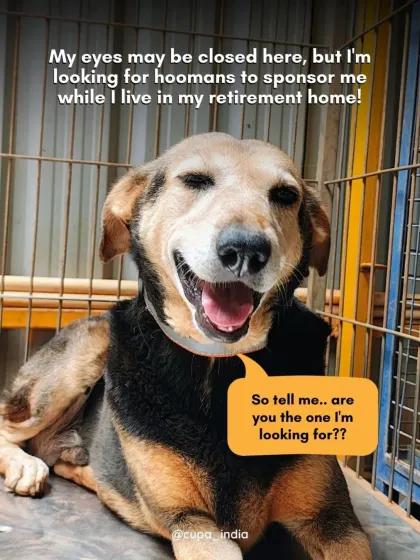 "So tell me... are you the one I'm looking for?" Lakhan is looking for a special human to sponsor him while he lives in his retirement home with us.