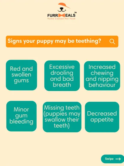 This extensive library of educational content covers everything a pet parent needs to know, from the benefits of turmeric and moringa to tips for hydration, sleep, dental health, and raising a new puppy.