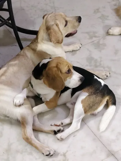 After a long session of playing, Kenzo the Beagle has decided that his new friend Leo the Lab is the most comfortable pillow in the house. It's so sweet to see them crash out together.