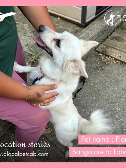 Flora, a happy and energetic Indian Spitz mix, is pictured here after her relocation from Bangalore to London. She is a great example of a successful and joyful move.