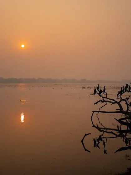 A golden sunrise over the water at Bharatpur, with a flock of cormorants silhouetted on a dead tree. This scene captures the essence of a winter morning in the park.