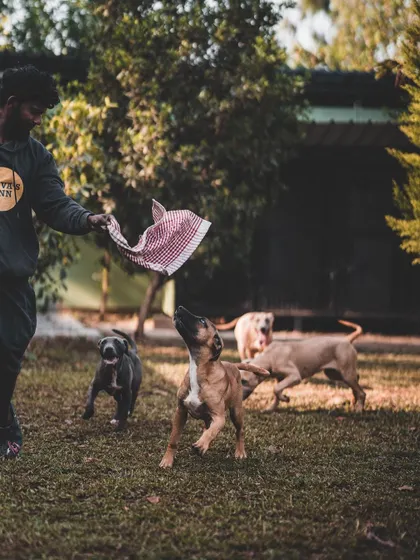 A game of tug-of-war is a great way for these Pitbulls to bond and burn energy. I always supervise group play to ensure it's safe and fun for everyone.