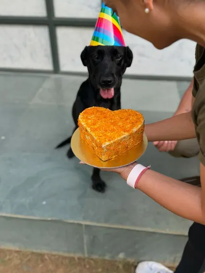 A heart-shaped cake for a heart-stealing girl. Happy birthday, Laika. We woof you so much.