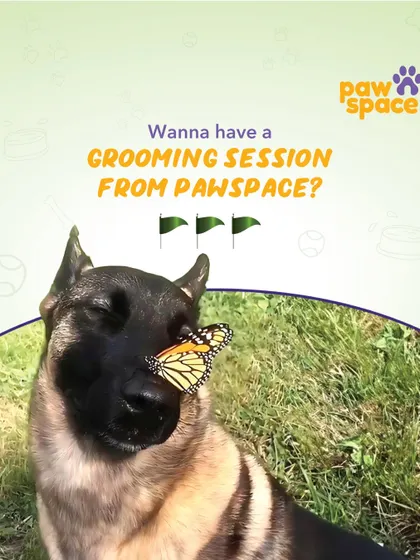This serene German Shepherd with a butterfly on its nose is the perfect picture of peace. A well-groomed and happy pet is a calm pet. Ready for a grooming session?