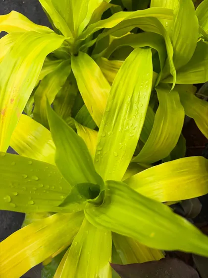 A close-up of the vibrant, lime-green leaves of a Dracaena plant, glistening with water droplets. We love celebrating the small details and textures that make each plant unique.