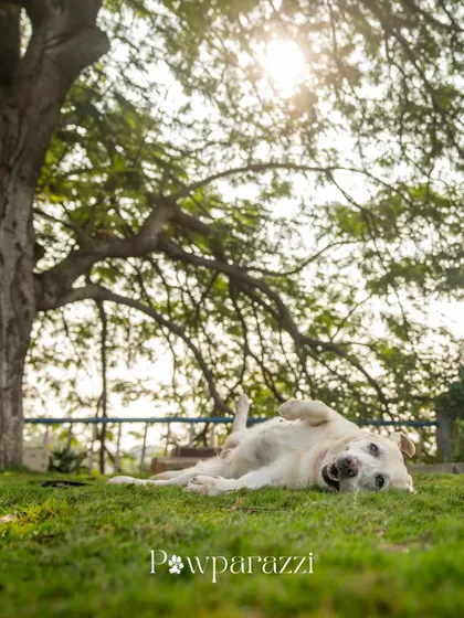A portrait of Shelby, a 9-year-old Labrador, and Ollie, a rescued Indie. Ollie was adopted to be a companion for Shelby, and now they are the best of friends.