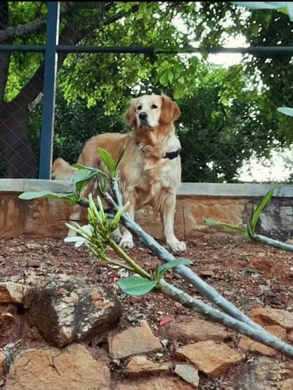 Everyone has a dog that changes everything, and for me, that was Chuppi. He was the first dog whose leash I held and the reason I knew I could bring my own dog, Zoey, home. He will always be in our hearts.