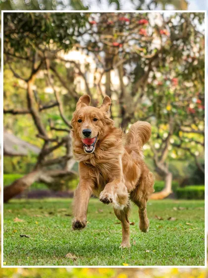 From the moment Scotch came into their lives, he filled it with happiness. This action shot of him running in the park, full of life and joy, is a testament to the happiness our pets bring us.
