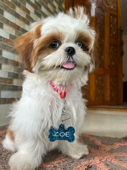 Meet Zoe, looking absolutely adorable with her custom resin pet tag. I can create a unique name tag for your furry friend in their favorite color with a little bit of sparkle.