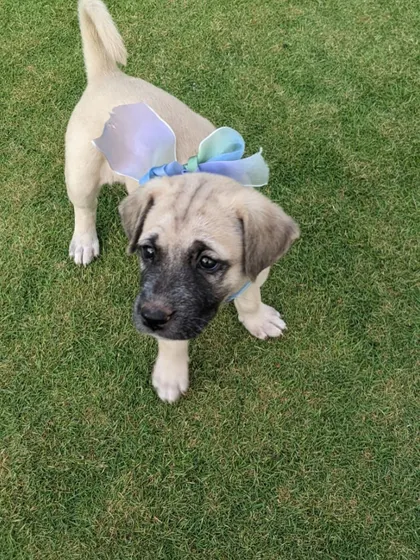 A dressed-up Fiona, ready for her new life. We are so happy this sweet girl found a loving family.