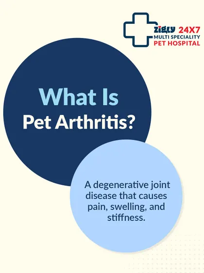 What exactly is pet arthritis? It's a condition that causes pain, swelling, and stiffness in the joints. Understanding the basics helps you recognize the need for veterinary care to manage your pet's comfort.
