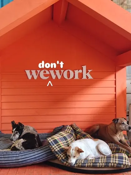 Our seniors have their own "WeWork" space for important business, like napping. This cozy nook, donated by WeWork, is the perfect spot for them to relax.