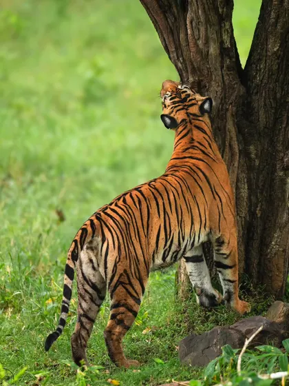 A powerful tiger stands on its hind legs, stretching and scent-marking a tree. This image captures the raw strength and territorial behavior of a male tiger in its prime.